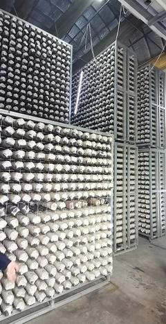 探尋齊長城 長城腳下“智慧工廠”助民增收，香菇基地里“枯木變金”激活網絡文化傳播